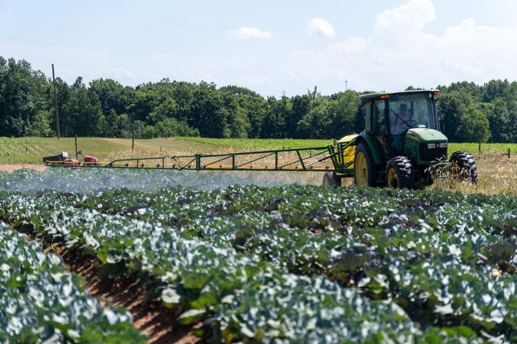 A boom sprayer spraying pesticides over rows of vegetables on a sunny day.