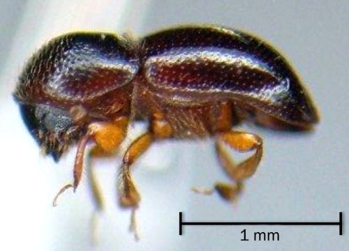 A female black stem borer