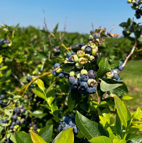 Blueberries with varying degrees of ripeness.