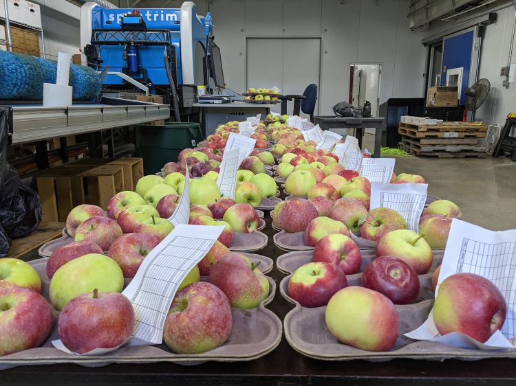 Apples sittin in bines in a lab.