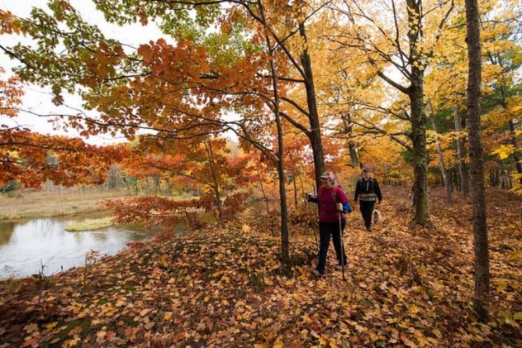 People walk along a tree-lined trail in the fall