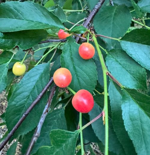 Montmorency cherries.
