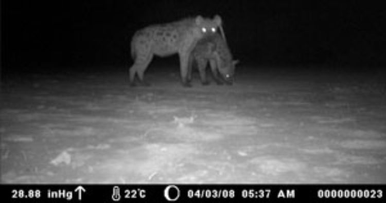 Jack Liu's team found tigers, humans and livestock live in relative peace in Chitwan National Park.