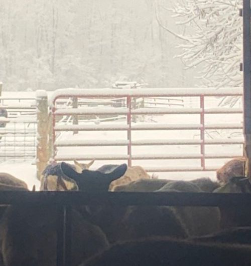 Several goats stand inside a dim barn, viewed from behind as they look out through a large open doorway. Outside, a snowy winter scene is visible with a red metal gate, fence posts, and snow-covered trees in the background.