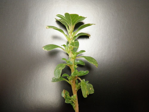  Prostrate Pigweed2.jpg 