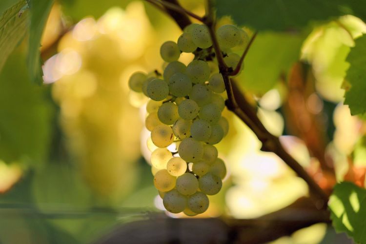 Yellow grapes hanging from a vine.