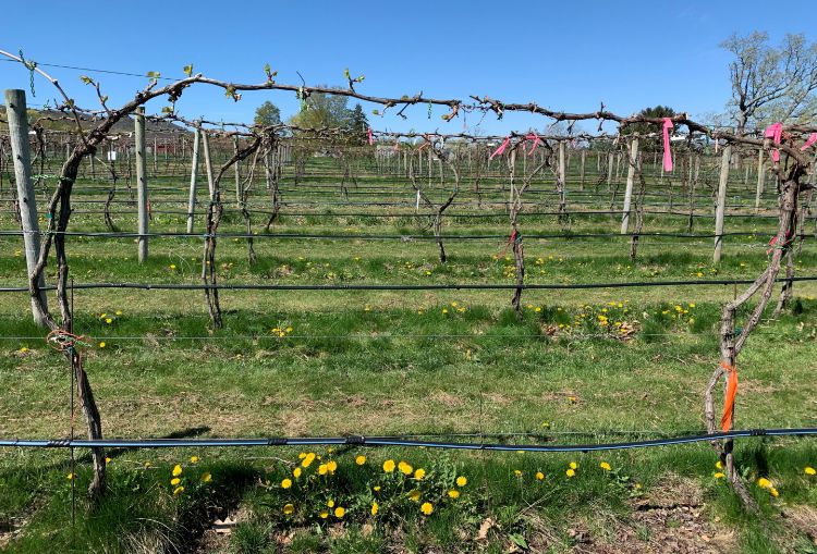 Under-vine cover crops in a Pennsylvania vineyard.