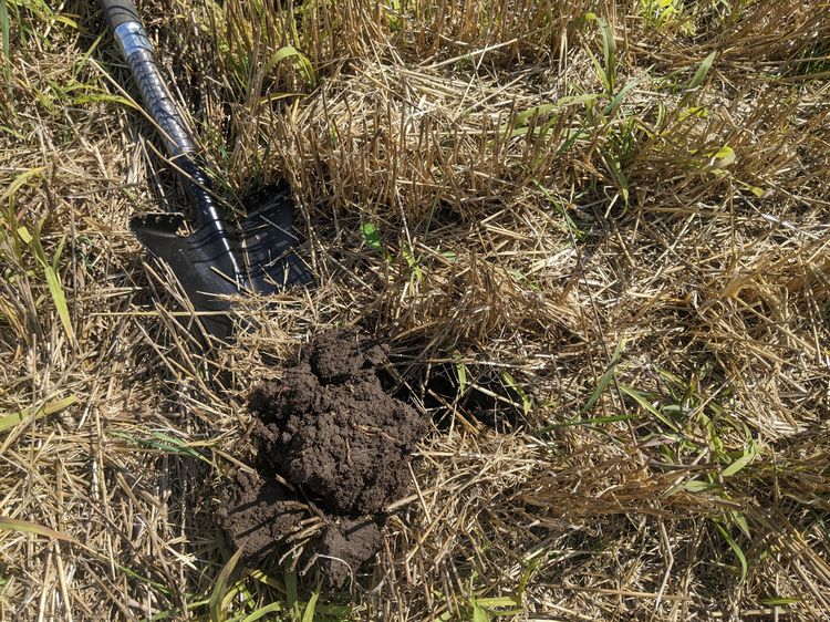 A shovel stands in freshly dug soil that is covered in dormant brownish grass.