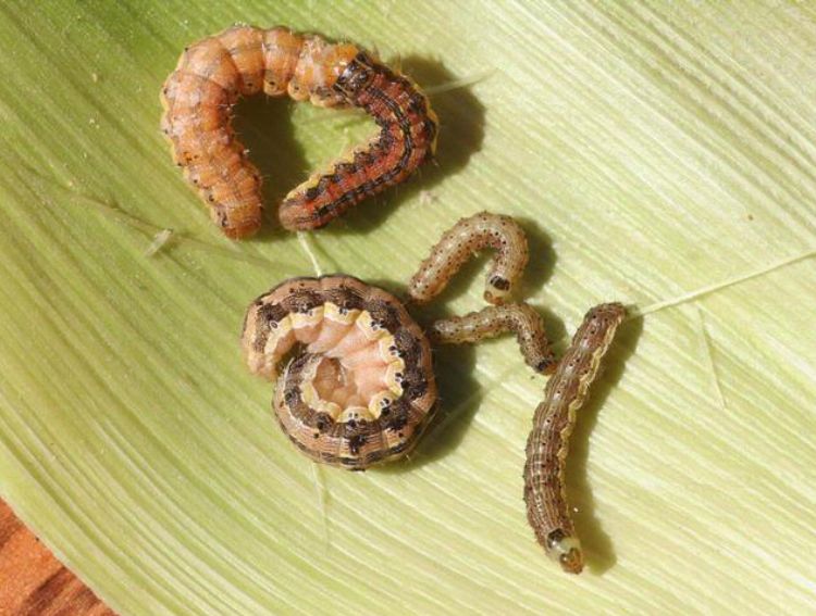 Corn earworm