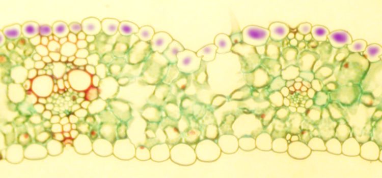 Cross section of wheat leaf showing accumulation of purple pigments in the epidermis. This can happen when the soil is cold and normal phosphorus uptake by the plant is reduced. Photo by Y. Villaincourt, University of Massachusetts, Boston.