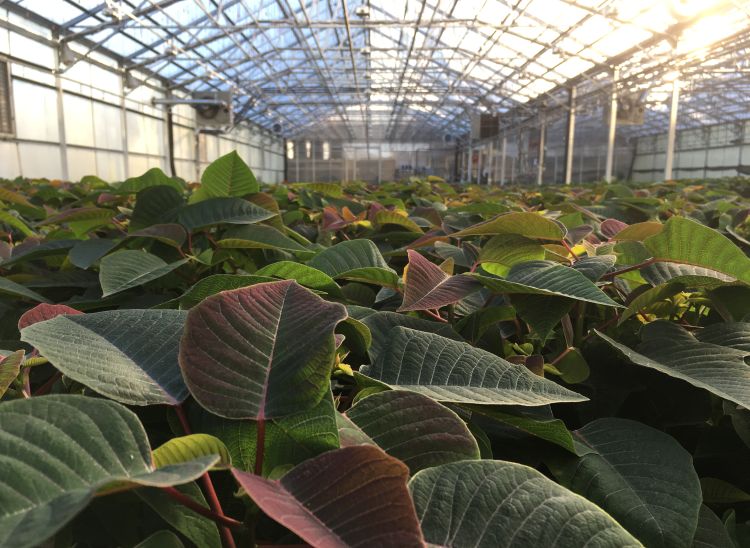 Poinsettias in greenhouse