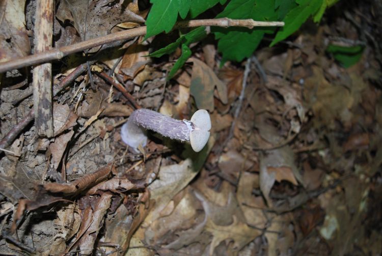 The shaggy stem of a Laccaria ochropurpurea