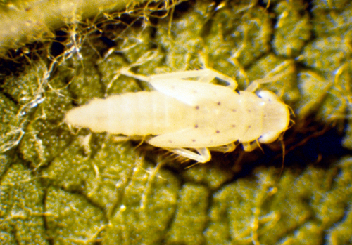  Rose leafhoppers resemble potato leafhoppers. 