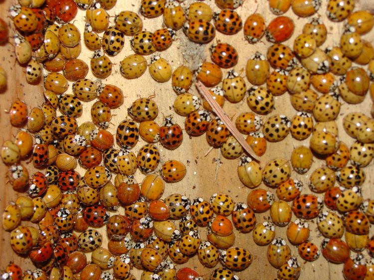 Multicolored Asian lady beetles. Photo credit: Patrick Voyle