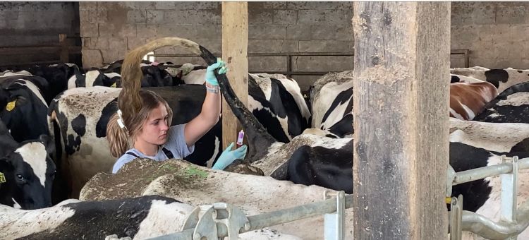 A woman draws blood from the underside of a cow's tail.