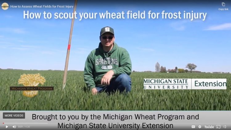 Screenshot of a video where a man is crouching down in a wheat field.