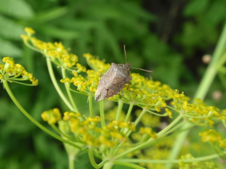 A stink bug on a flower.