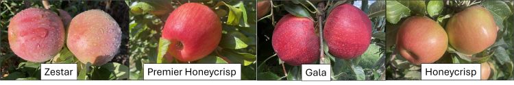 Four images of apples with labels under each apple saying Zestar, Premier Honeycrisp, Gala and Honeycrisp.