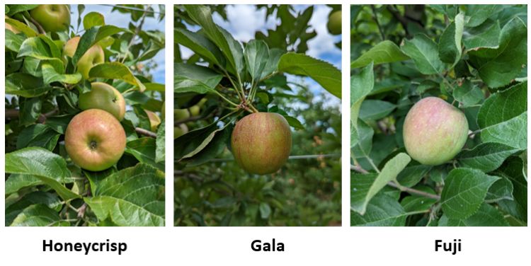 Tree fruit.