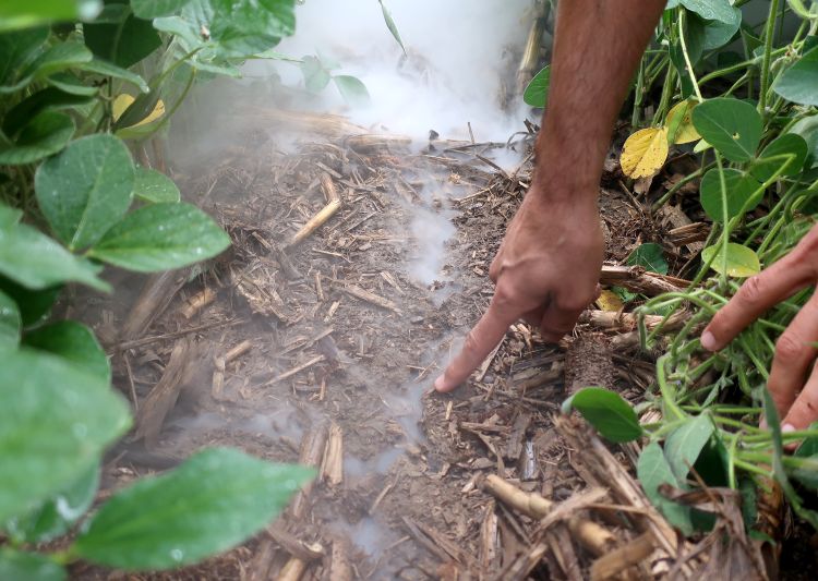 Smoke test in a no-till soybean