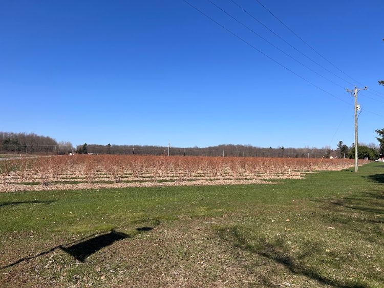 A field of freshly mulched blueberry plants.