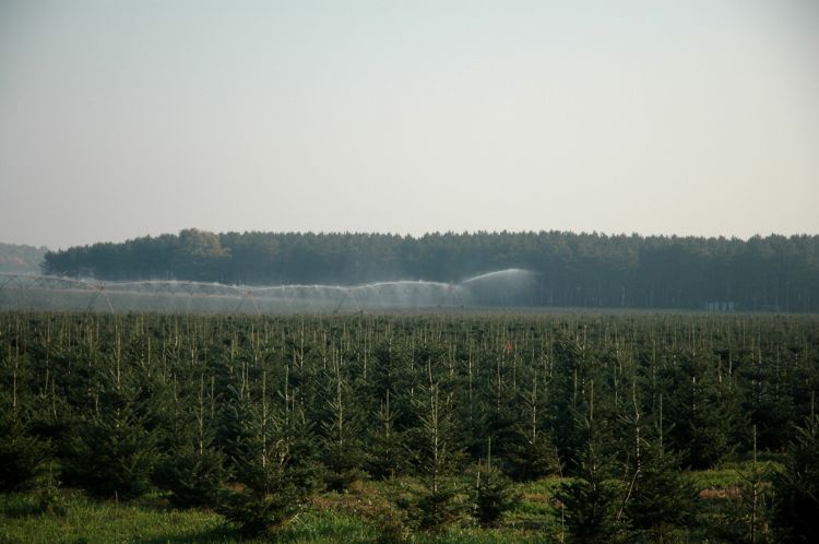 A center pivot irrigation system in a Christmas tree field spraying water over the trees.
