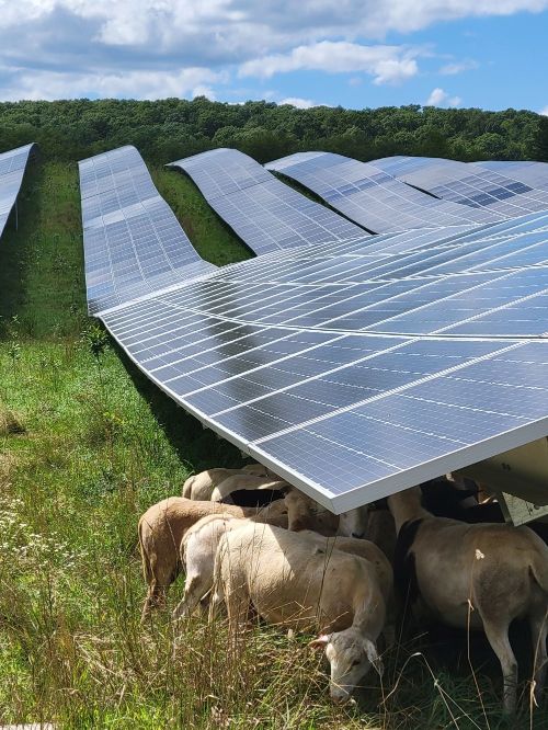 sheep standing under solar panels