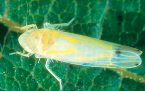  Grape leafhopper adult. 