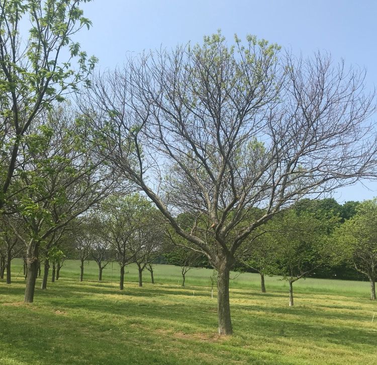 Crown dieback