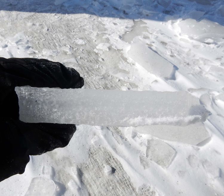 Ice sheet from a putting green. Photo credit: Kevin Frank, MSU