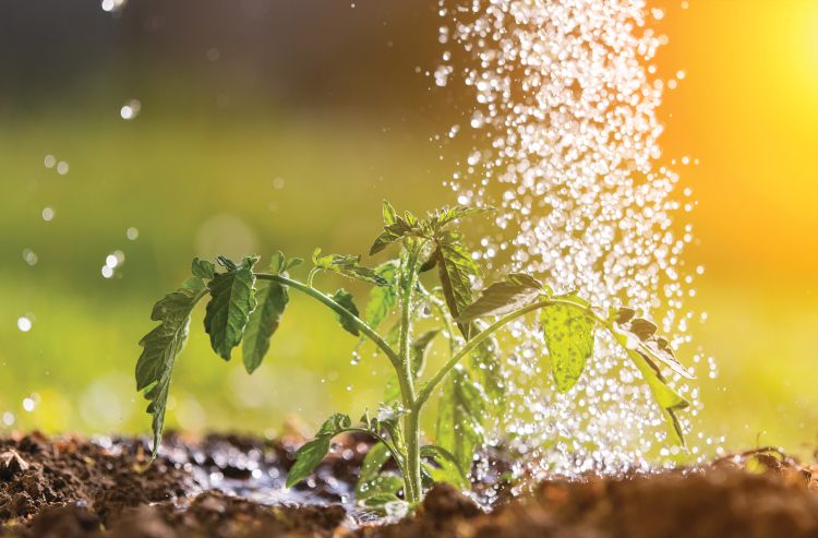 Plant in water.