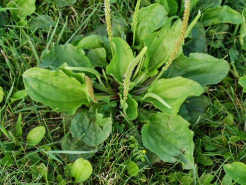  broadleaf plantain3.jpg 