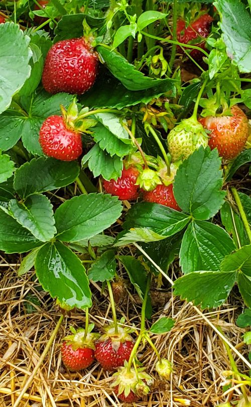 Strawberries