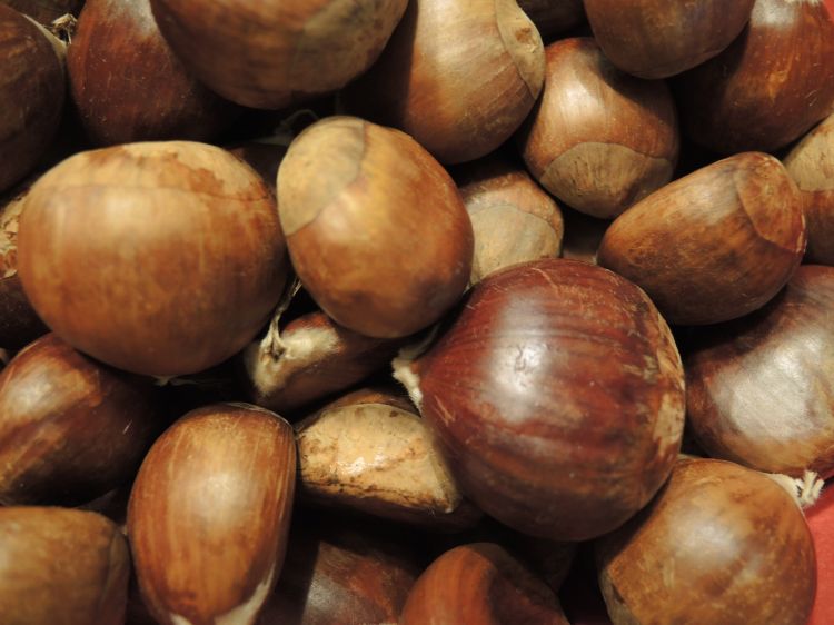 A cluster of Michigan chestnuts.