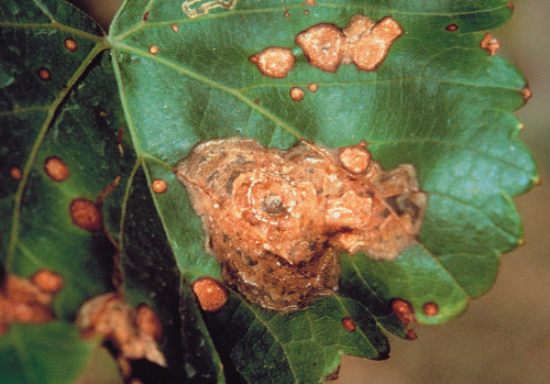 Leaf lesions.