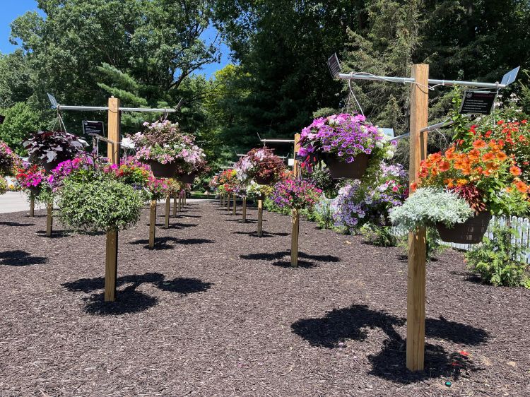 Several flower baskets hang from poles.