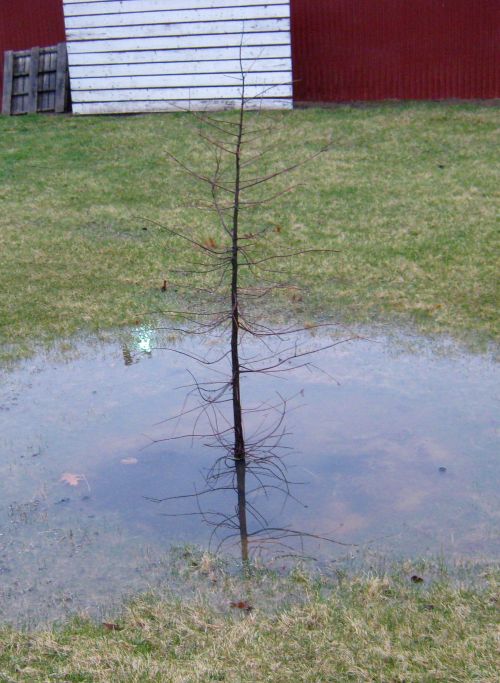 Baldcypress is a flood-tolerant deciduous conifer that grows well in lower Michigan. Image courtesy of Bert Cregg, MSU.