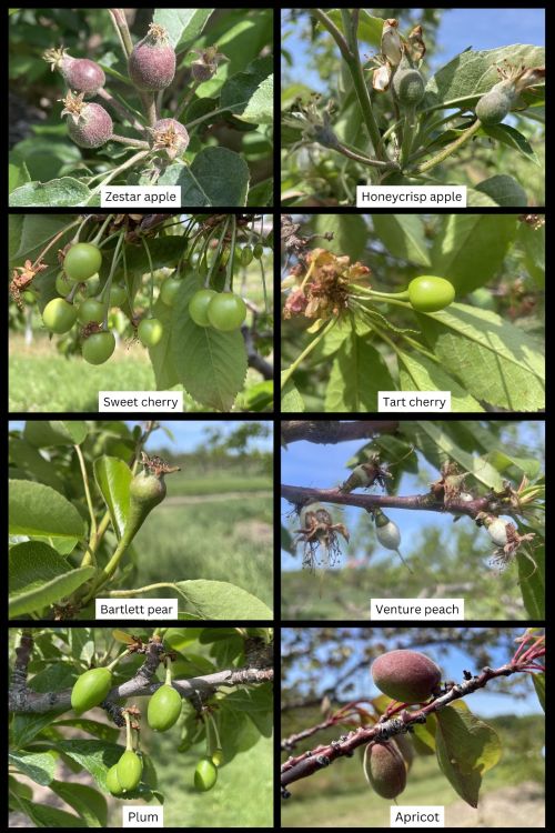 Stage of tree phenology for apple, pear, sweet cherry, tart cherry, peach and apricot.