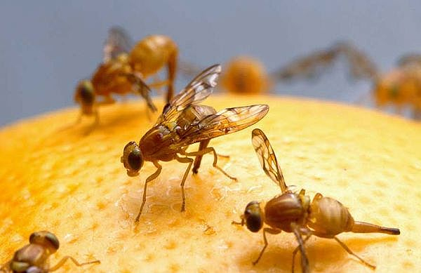 Fruit flies