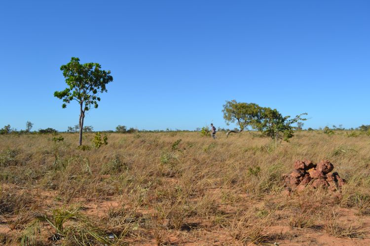 The Cerrado in Brazil's Tocantins State.