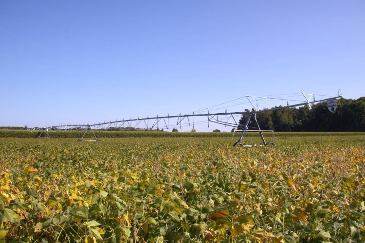 An irrigator in a soybean field.