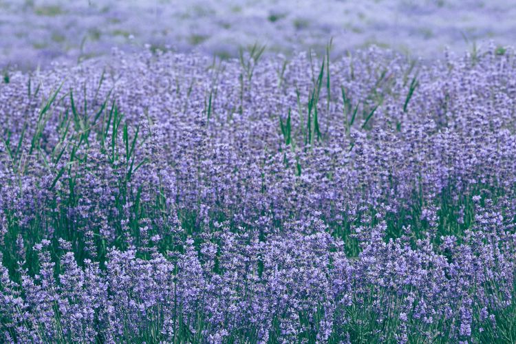 Field of wild lavender growing in a field.