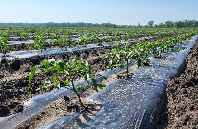 Tomato plants growing through holes in black plastic.