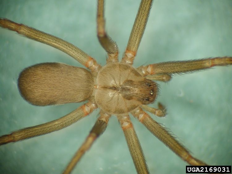 Brown recluse