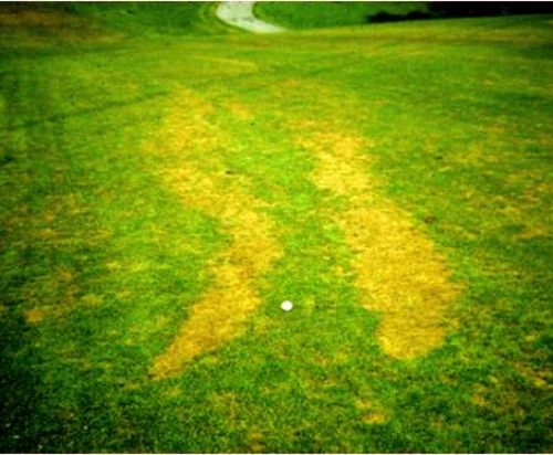  pythium-blight5.jpg 