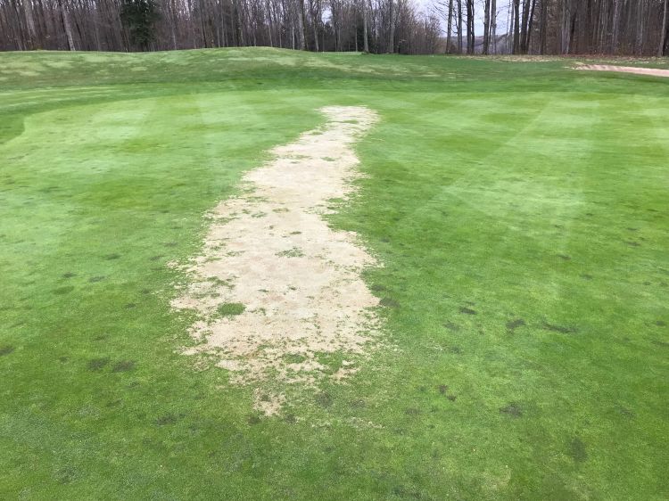 Winterkill on a ridge-line on a putting green.