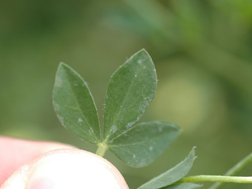  Birdsfoot Trefoil2.jpg 