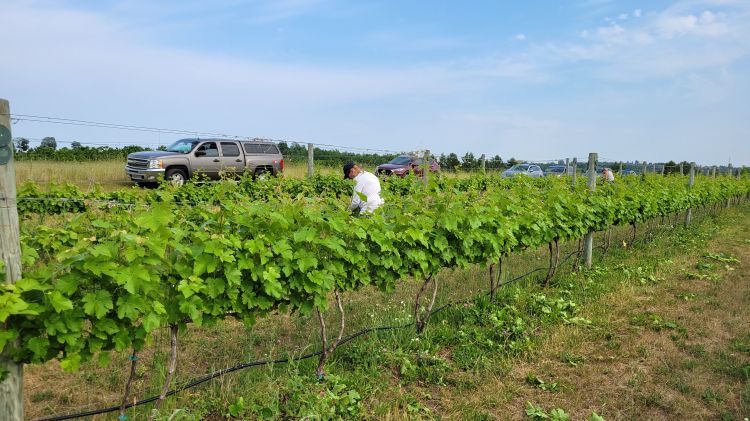 A grape vineyard.