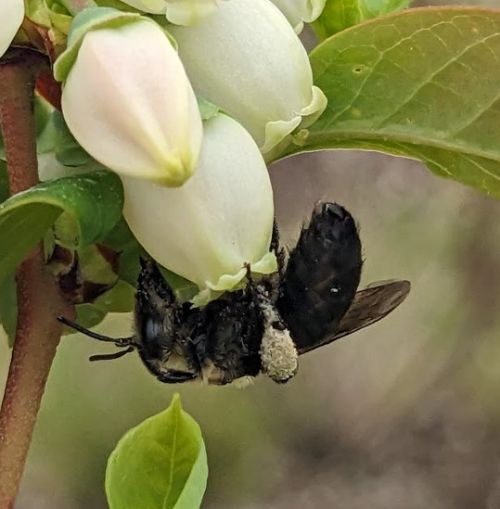 A bee visiting a blueberry blossom.