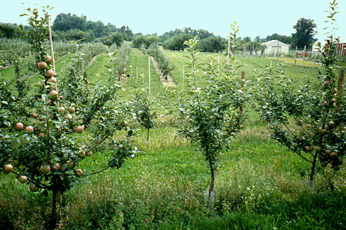 Tree growth is slow and uneven within three years of planting.